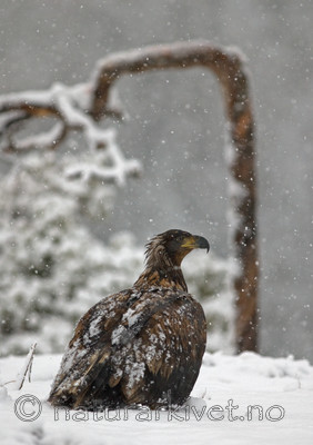 BB 09 0070 / Haliaeetus albicilla / Havørn